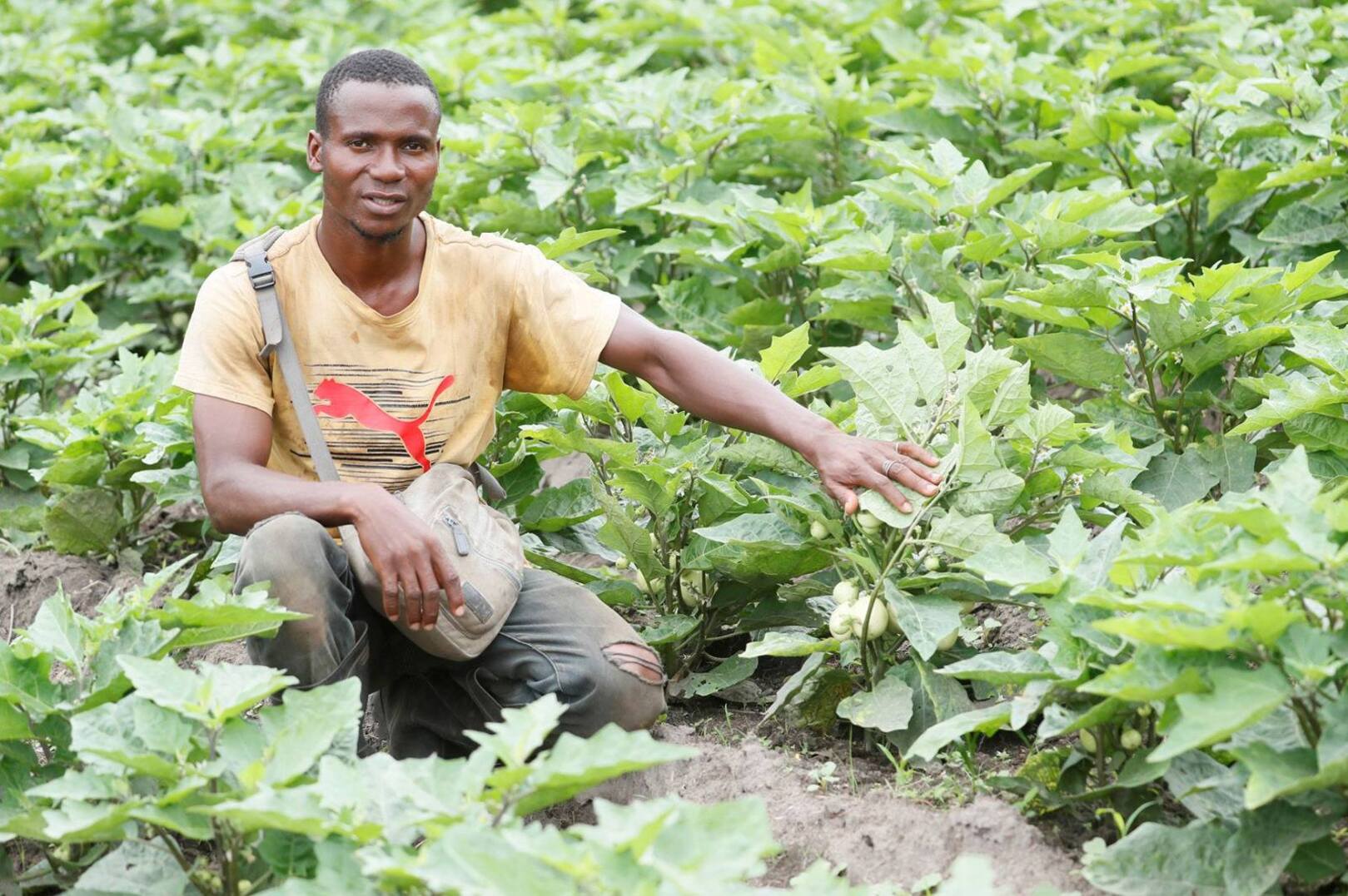 Côte d’Ivoire Boosts Agricultural Production and Food Security Through Government Support Programs